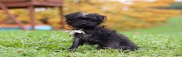 Yorkiepoo dogs for sale: Ricky - Ad 6
