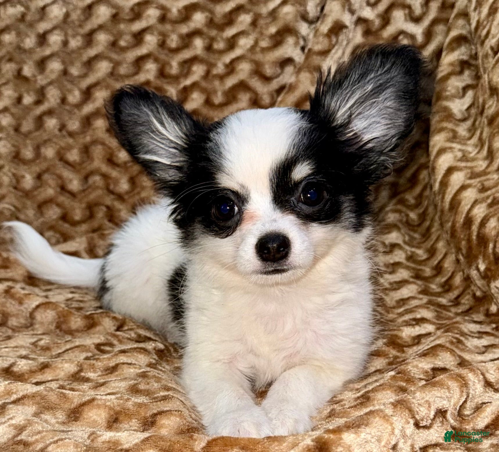 Chihuahua dogs Oreo  - Ad 1