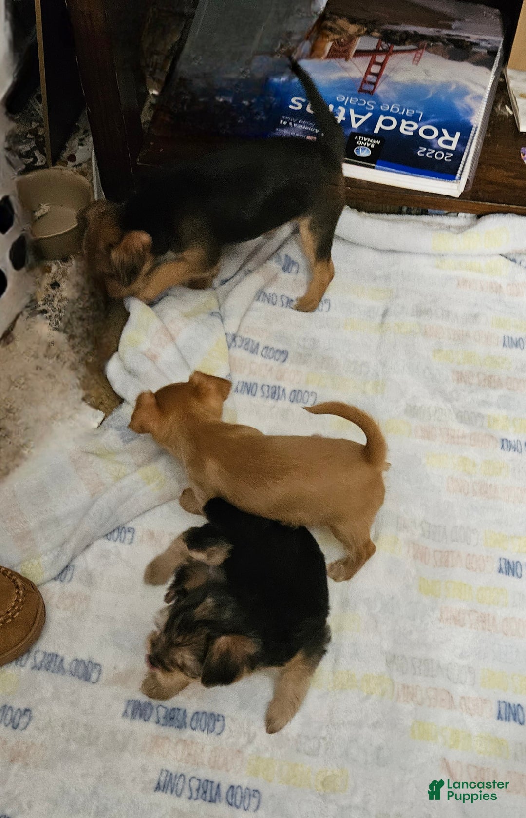 Chorkie dogs for sale: Bell - Ad 2