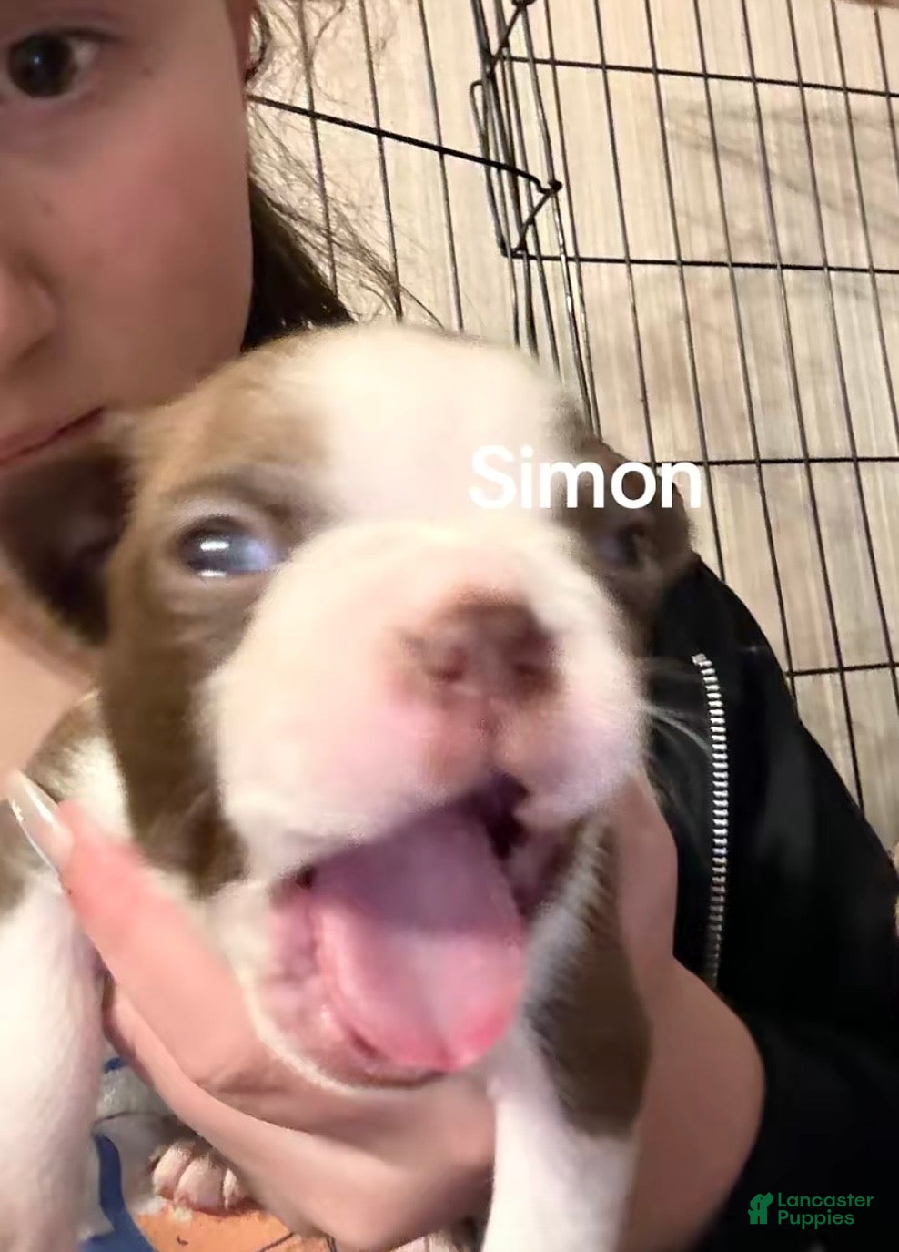 Boston Terrier dogs Simon - Ad 25