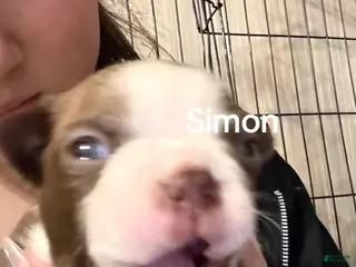 Boston Terrier dogs Simon - Ad 25