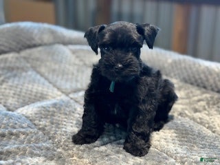 Miniature Schnauzer dogs Clover - Ad 2