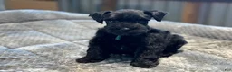 Miniature Schnauzer dogs for sale: Clover - Ad 3