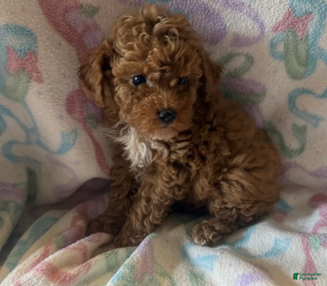 Toy Poodle dogs for sale: Stev - Ad 1