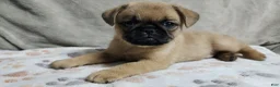 Brussels Griffon dogs for sale: Brussels Griffon 2 - Ad 3