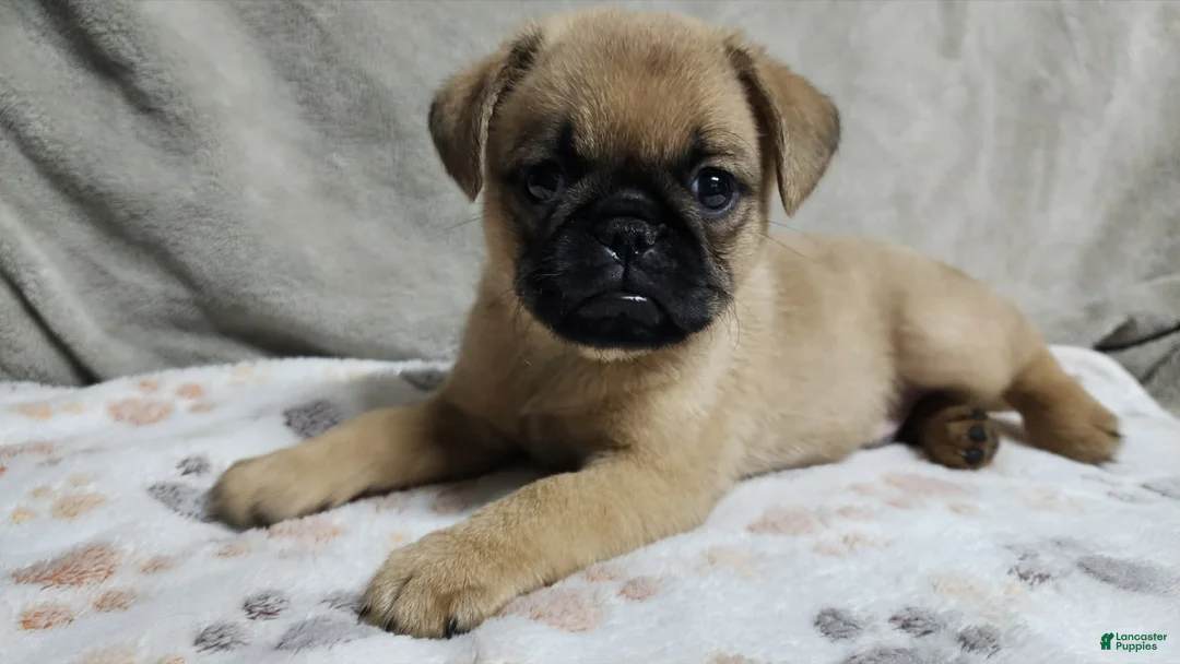 Brussels Griffon dogs for sale: Brussels Griffon 2 - Ad 3