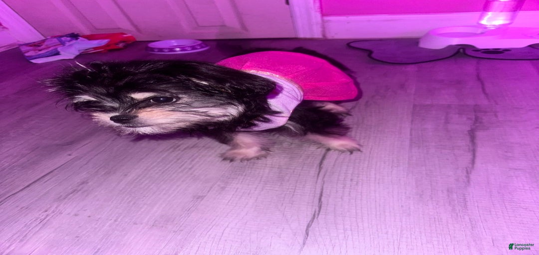 Gallery Image {{count}}