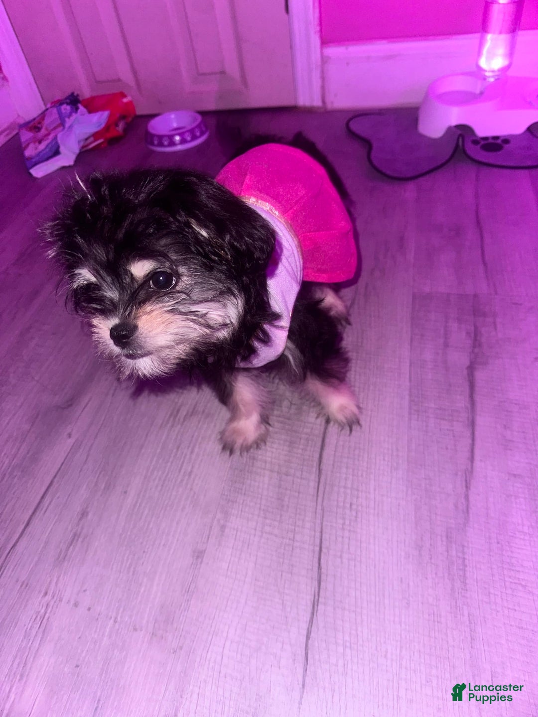 Gallery Image {{count}}