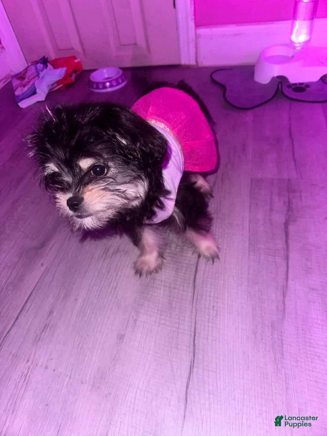 Gallery Image {{count}}