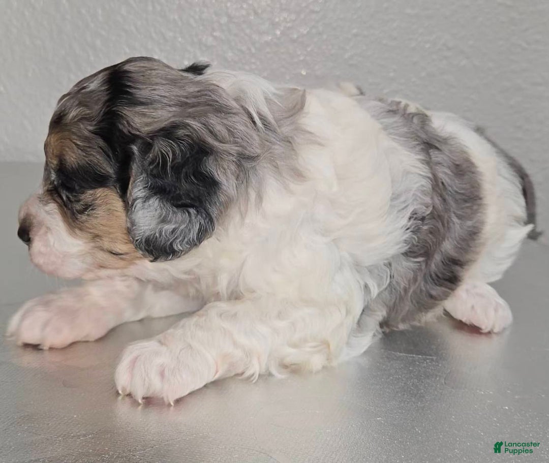 Mini Goldendoodle dogs for sale: Winnie - Ad 7