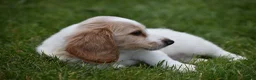 Miniature Dachshund dogs for sale: Biscuit - Ad 5