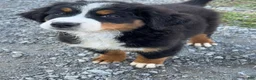 Bernese Mountain Dog dogs for sale: Penelope - Ad 2