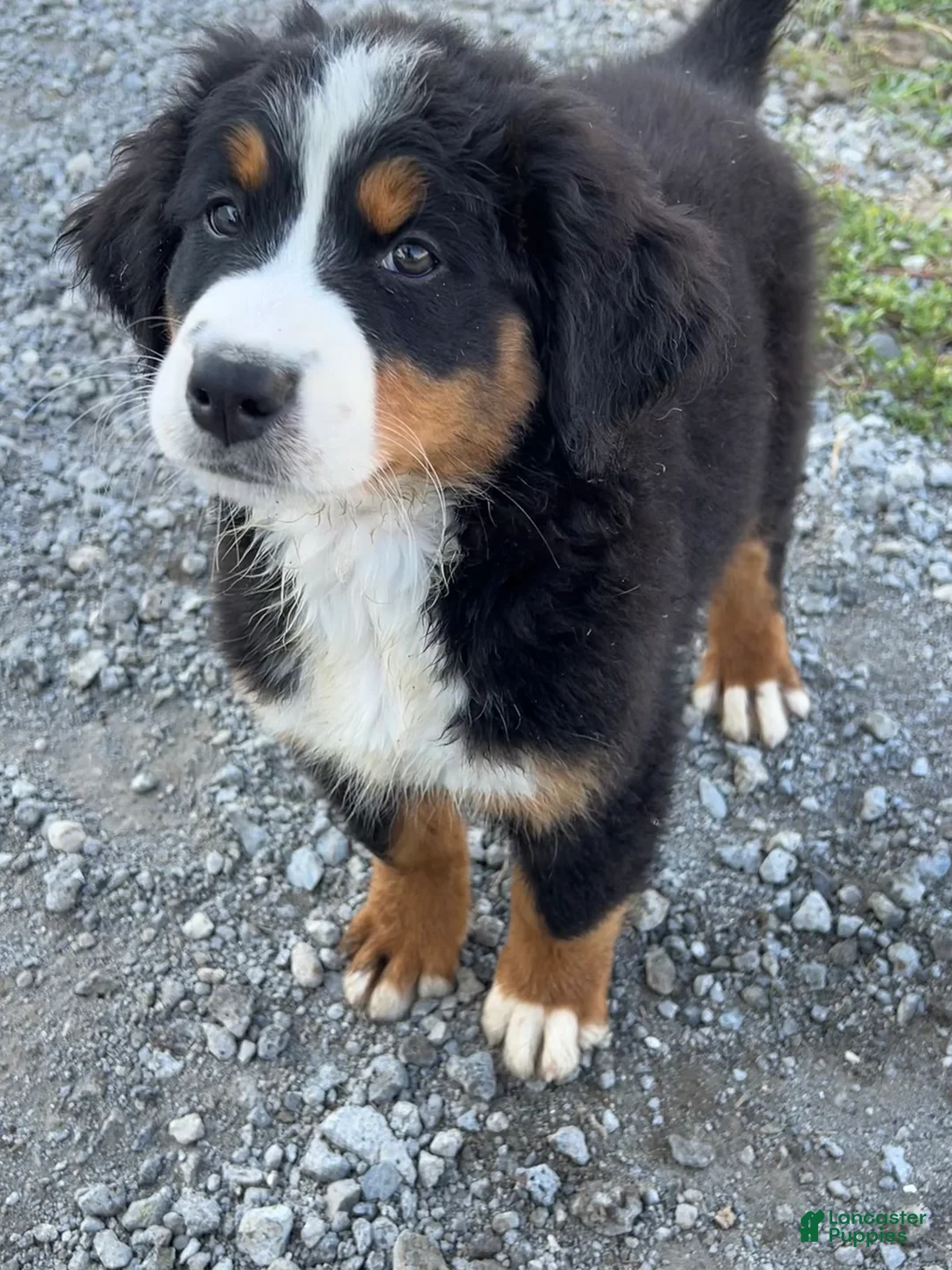 Bernese Mountain Dog dogs for sale: Penelope - Ad 2