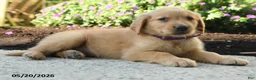 Golden Retriever dogs for sale: Haley - Ad 3