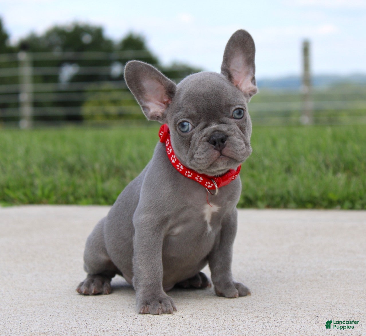 French Bulldog dogs Braxton - Ad 1