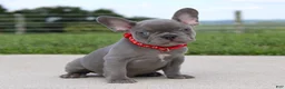 French Bulldog dogs for sale: Braxton - Ad 1