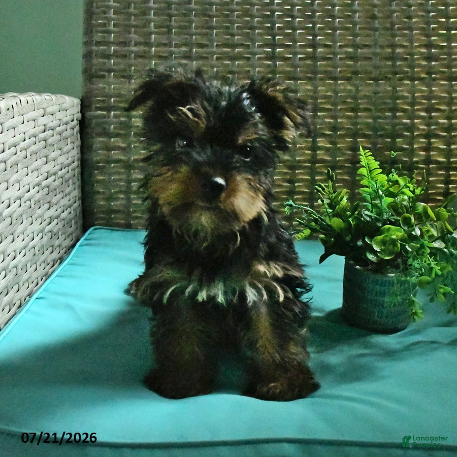 Yorkshire Terrier dogs Byron - Ad 1