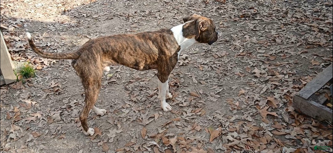 American Pit Bull Terrier litter of puppies for sale in Jackson