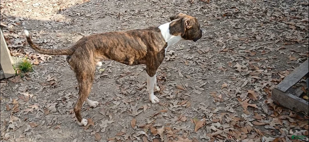 American Pit Bull Terrier dogs for sale: Bam Bam - Ad 2