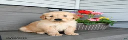 Golden Retriever dogs for sale: Macey - Ad 2