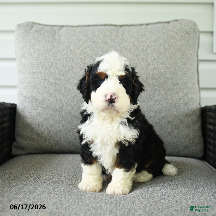 Bernedoodle dogs Scout - Ad 1