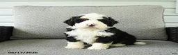 Bernedoodle dogs for sale: Scout - Ad 1