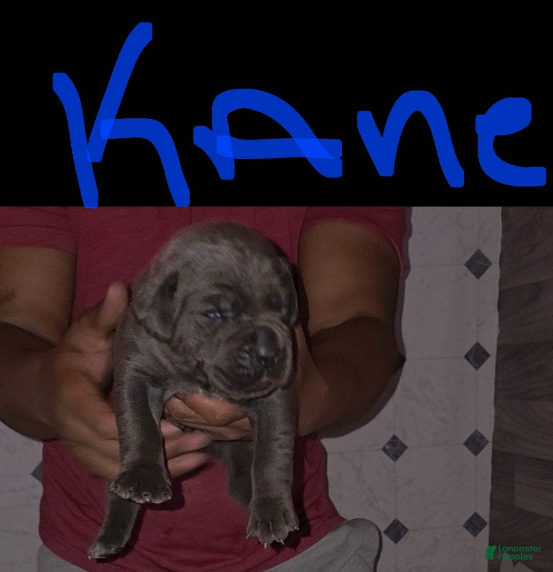 Cane Corso dogs for sale: Kane - Ad 2
