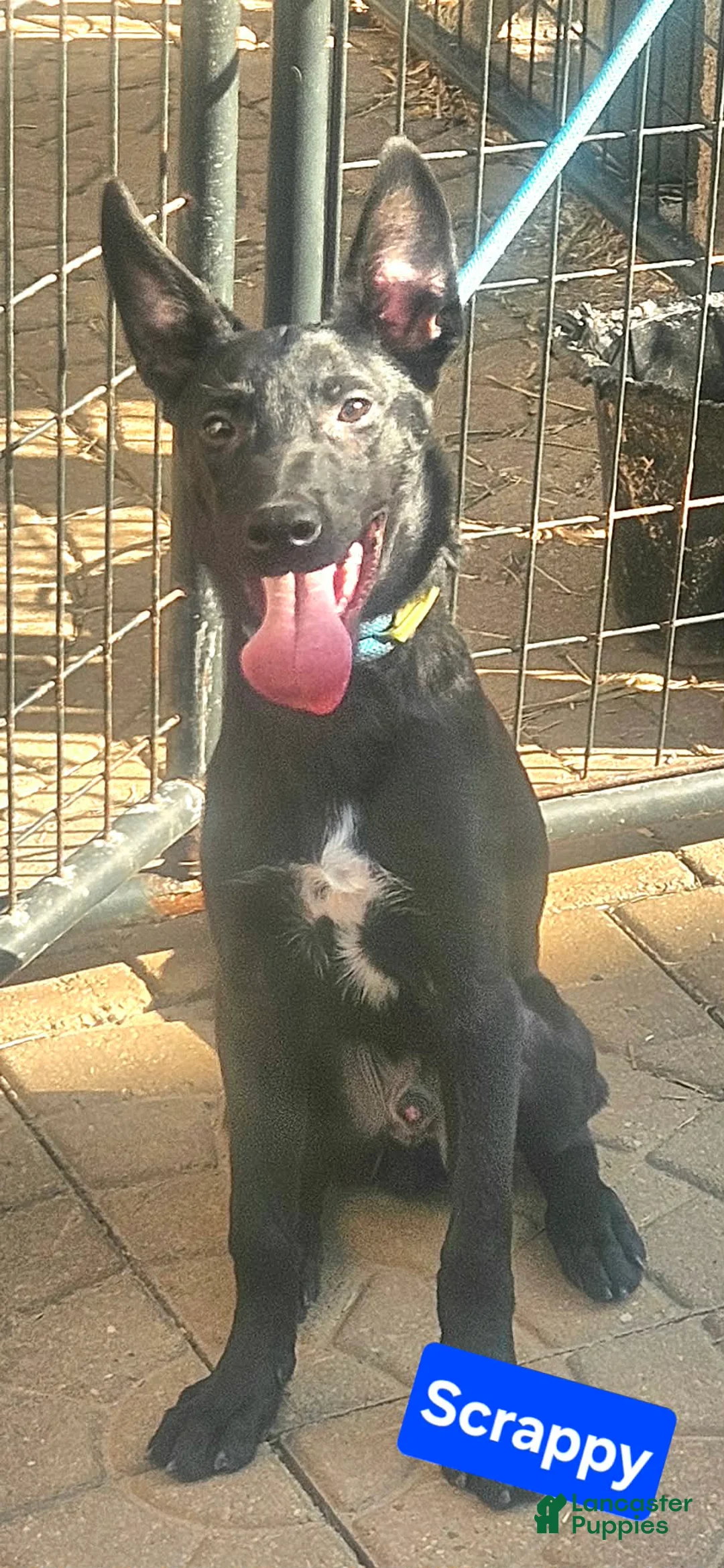 Belgian Malinois dogs for sale: Belgian Malinois Puppy 5 (Scrappy) - Ad 2