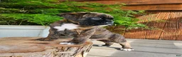 Boxer dogs for sale: Ranger - Ad 4