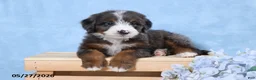 Mini Bernedoodle dogs for sale: Tasha - Ad 5
