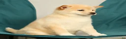 Shiba Inu dogs for sale: Katie - Ad 9
