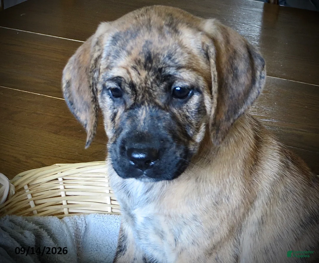 Mixed Breed dogs for sale: Princess - Ad 2