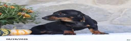 Dachshund dogs for sale: Sue - Ad 2