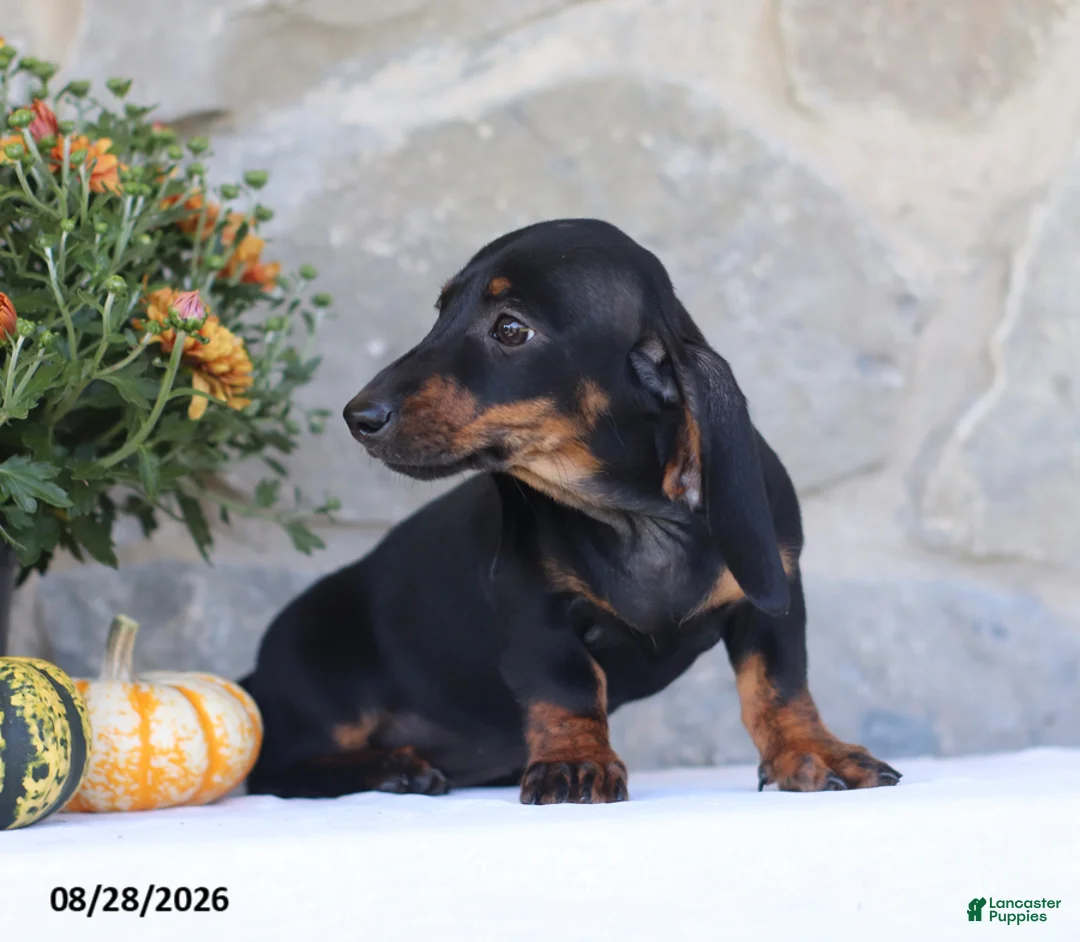 Dachshund dogs for sale: Sue - Ad 2