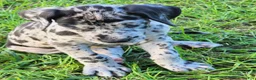 Great Dane dogs for sale: Merle Male  - Ad 4