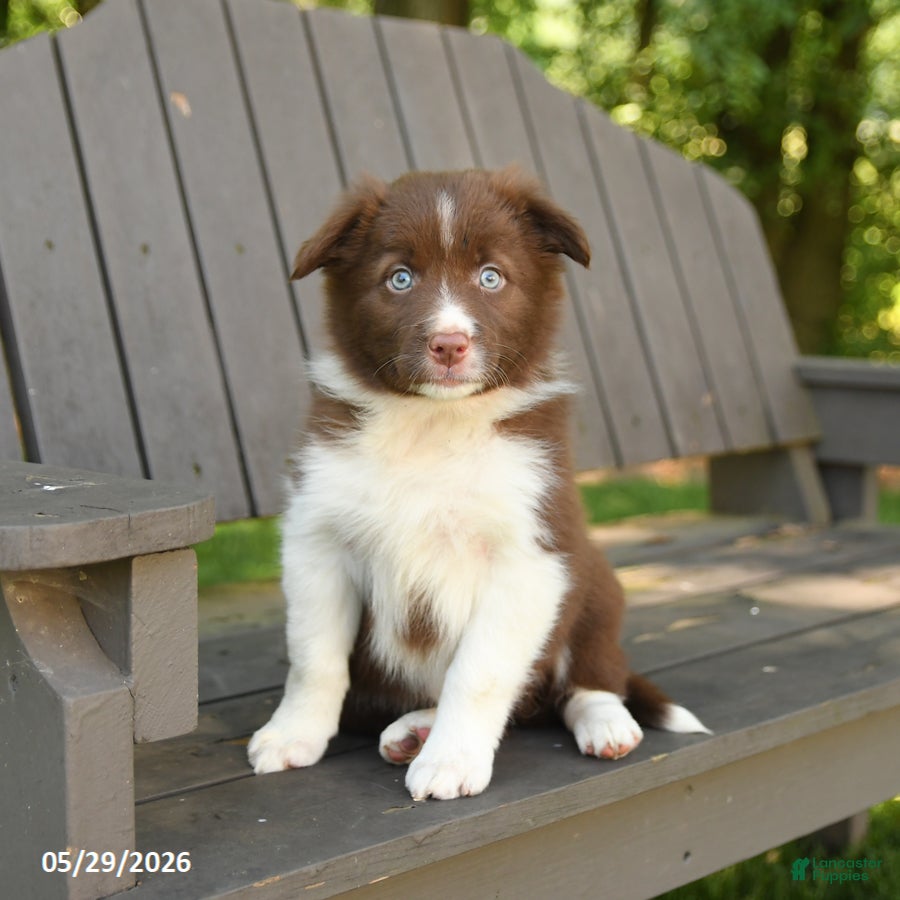 Border Collie dogs Macy - Ad 1