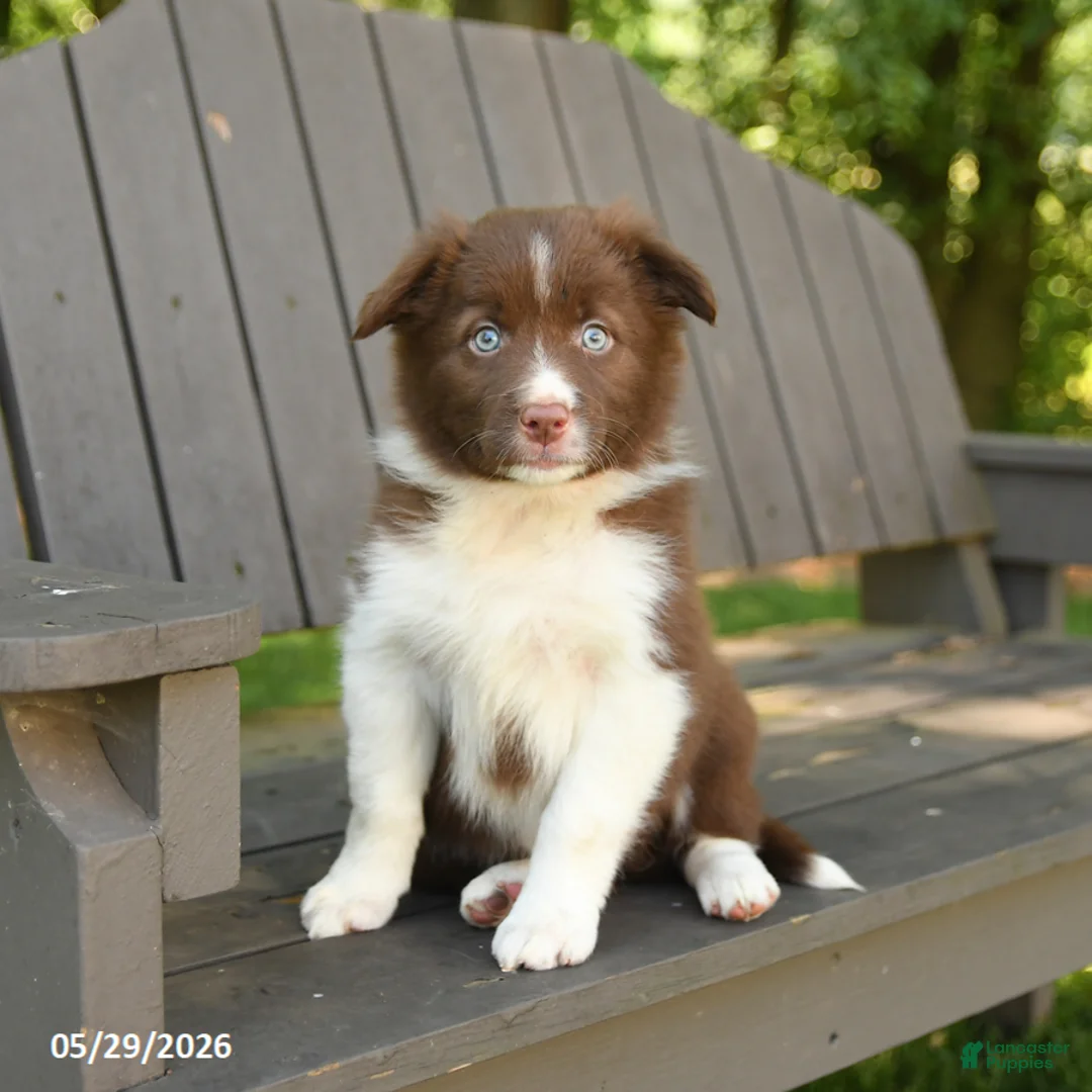 Border Collie dogs for sale: Macy - Ad 1