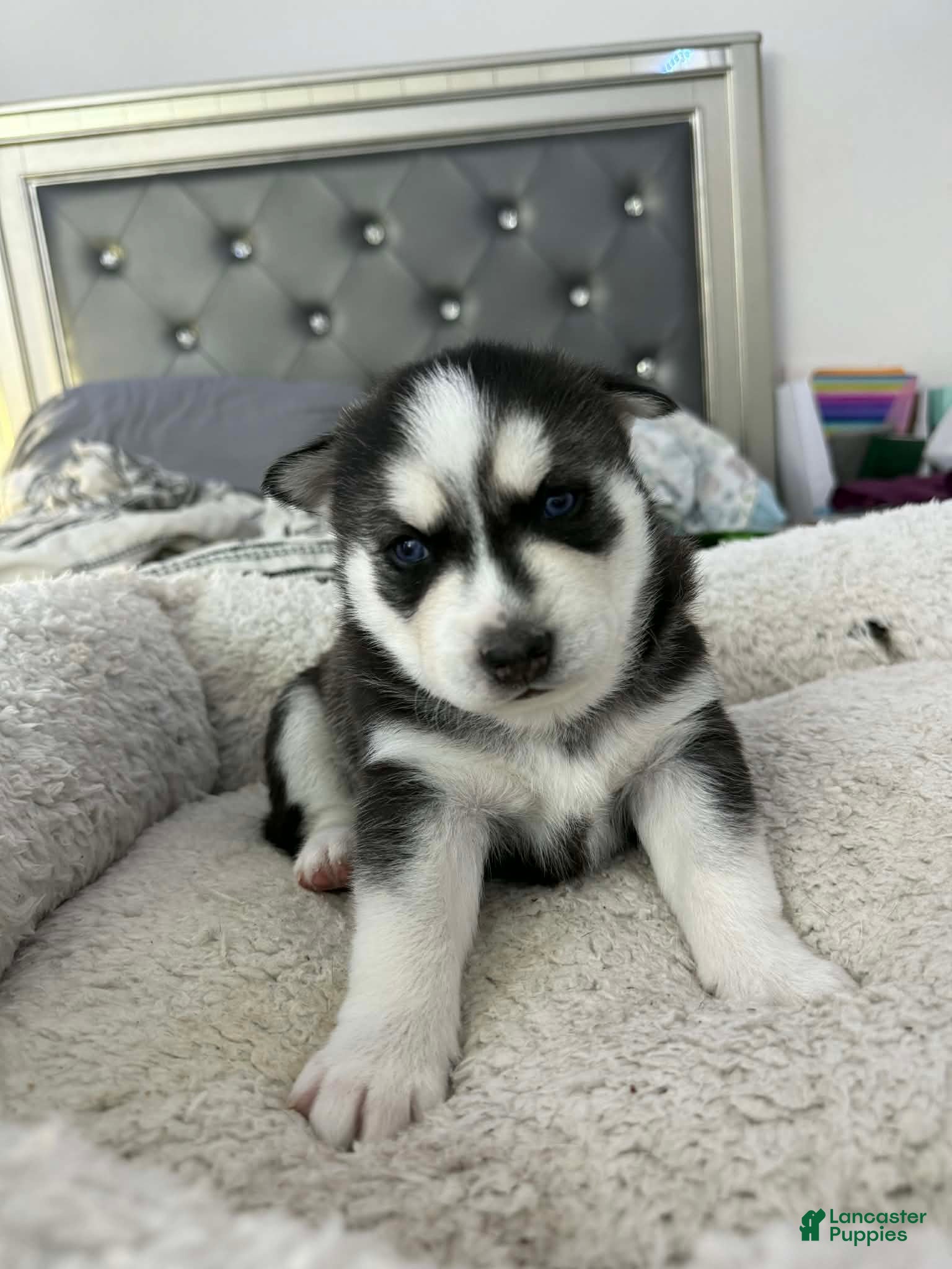 Siberian Husky dogs Luna - Ad 2