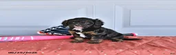 Mixed Breed dogs for sale: Blaze - Ad 4