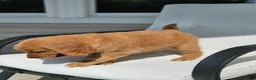 Golden Retriever dogs for sale: Duke - Ad 4