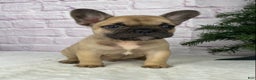 French Bulldog dogs for sale: Kyle - Ad 4