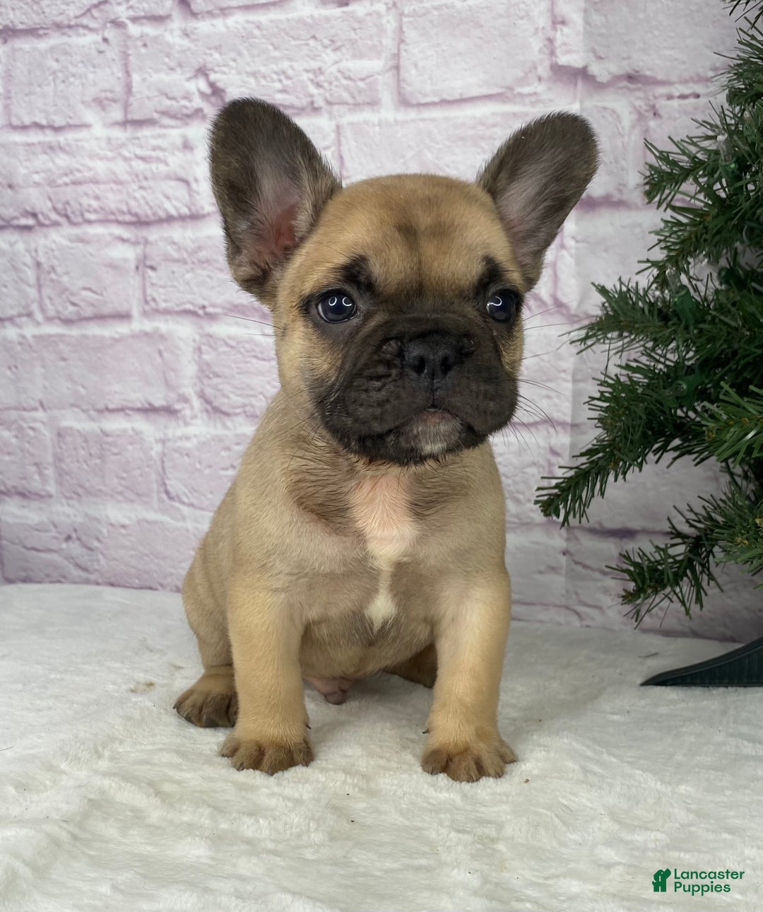 French Bulldog dogs for sale: Kyle - Ad 4