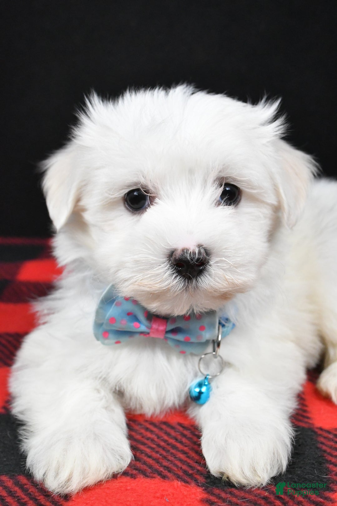 Maltese dogs for sale: Marley - Ad 5