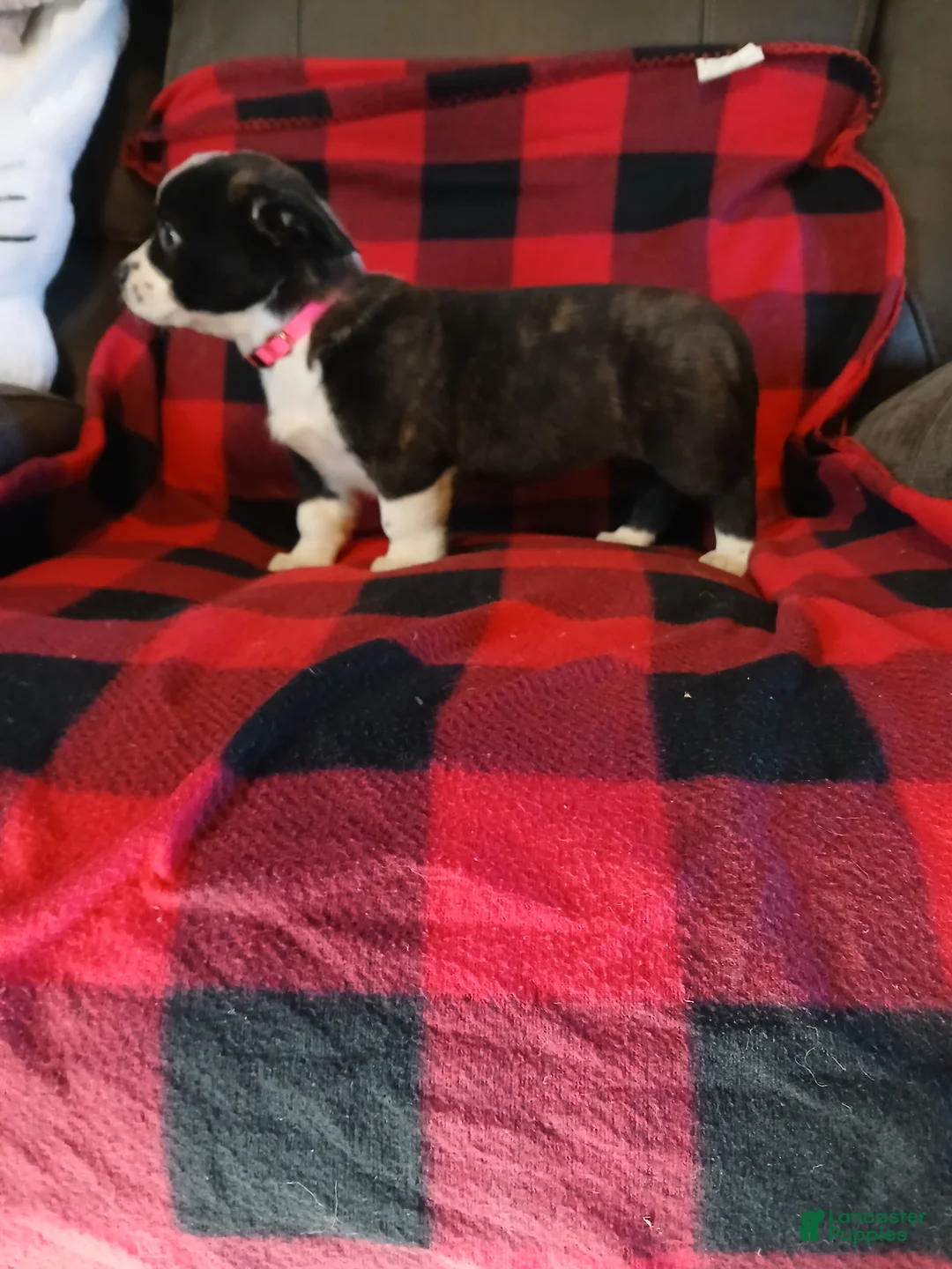 Boston Terrier dogs for sale: Boston Terrier Puppy 5 - Ad 5