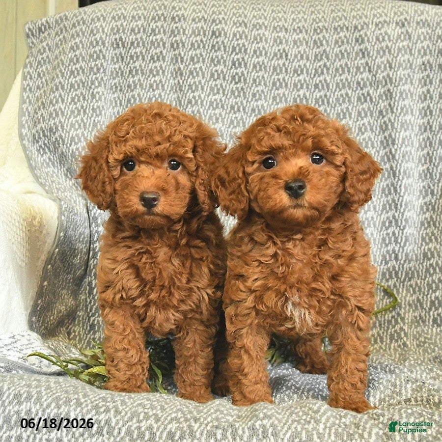 Miniature Poodle dogs Addie  - Ad 2