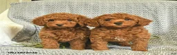 Miniature Poodle dogs for sale: Addie  - Ad 5