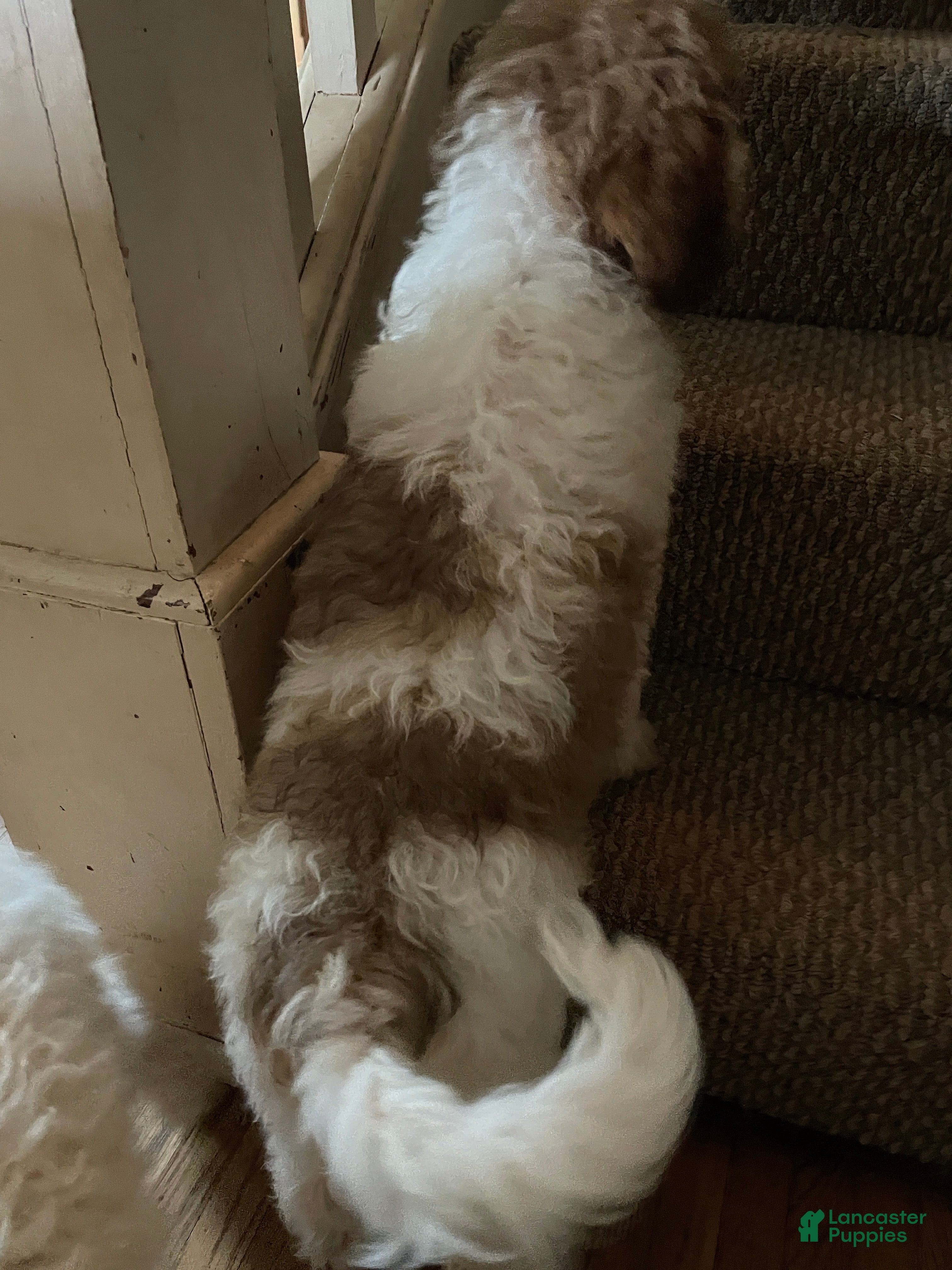 Mini Aussiedoodle dogs Coffee - Ad 2