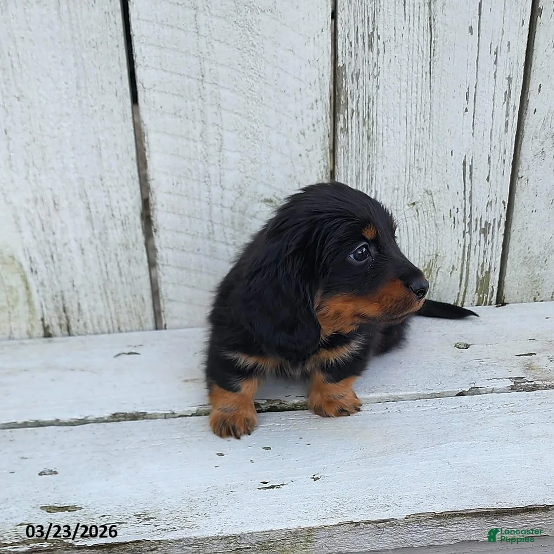 Miniature Dachshund dogs for sale: Hershey - Ad 1