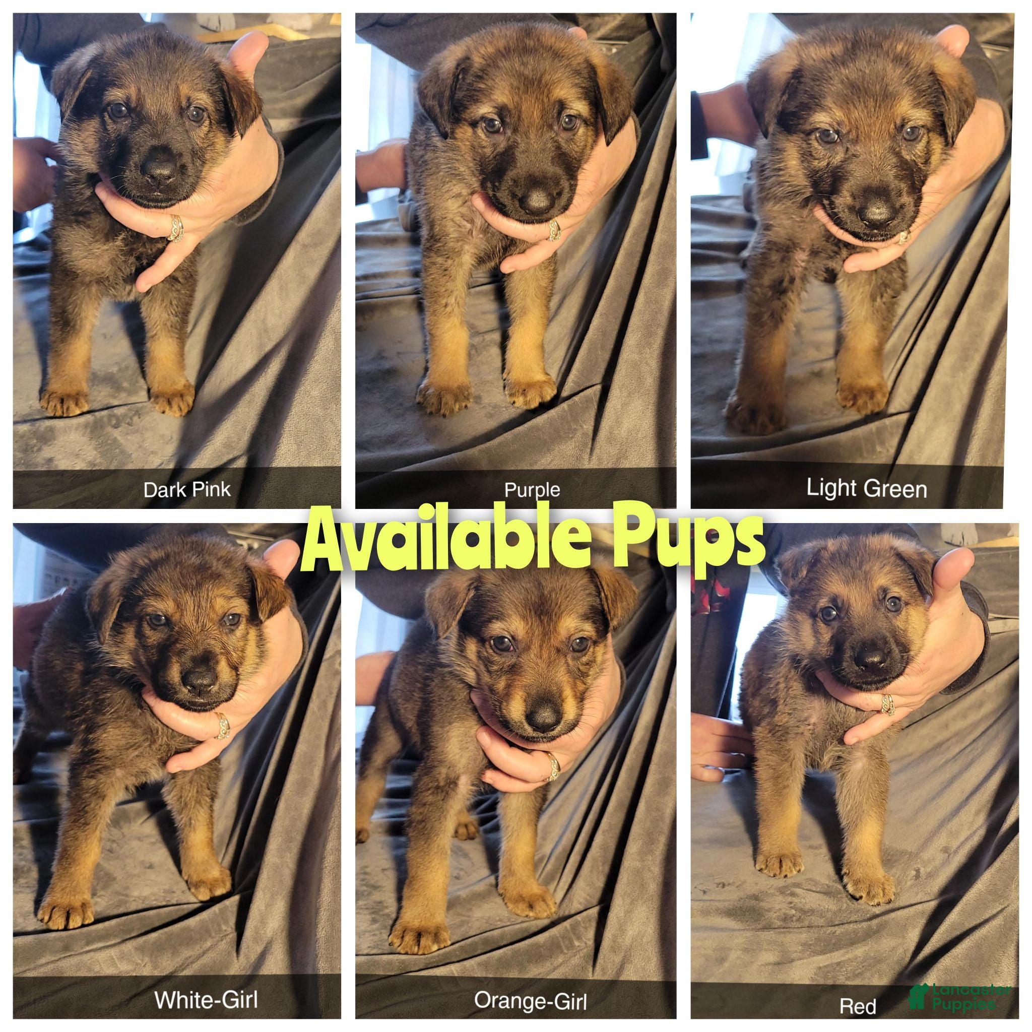 German Shepherd dogs Akc German Shepherds. 5 BOYS & 5 GIRLS Available! - Ad 1