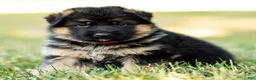 German Shepherd dogs for sale: Zola - Ad 5